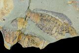 Multiple Soft-Bodied Fossil Aglaspids (Tremaglaspis) - Morocco #105442-4